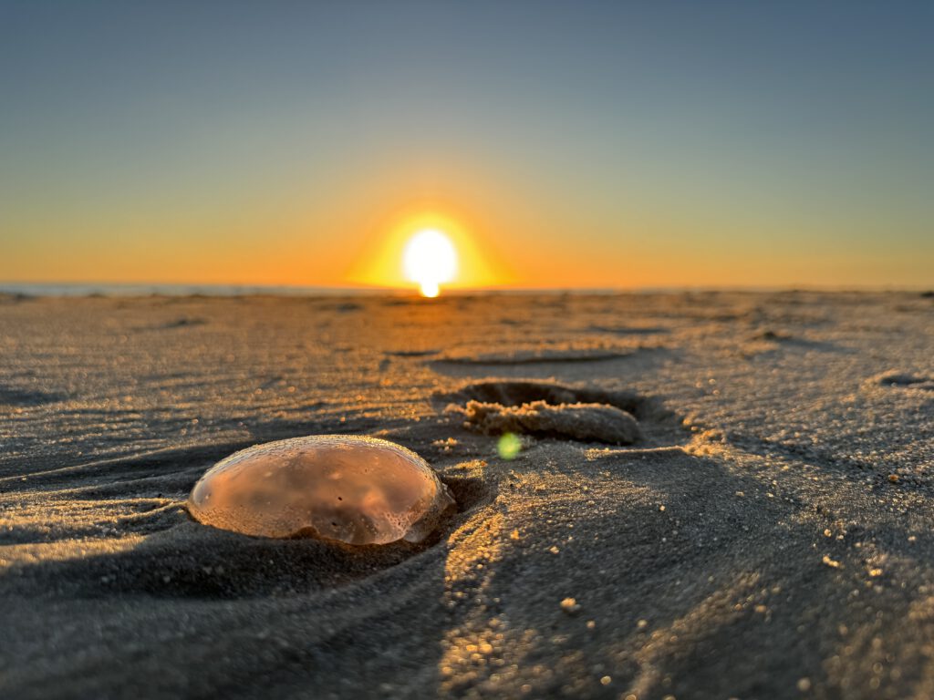 Foto-Spots auf Sylt - List Ellenbogen